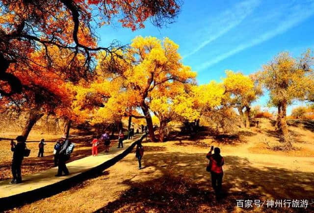 2018去额济纳旗胡杨林最佳旅游时间，门票及路线，赏最美金秋