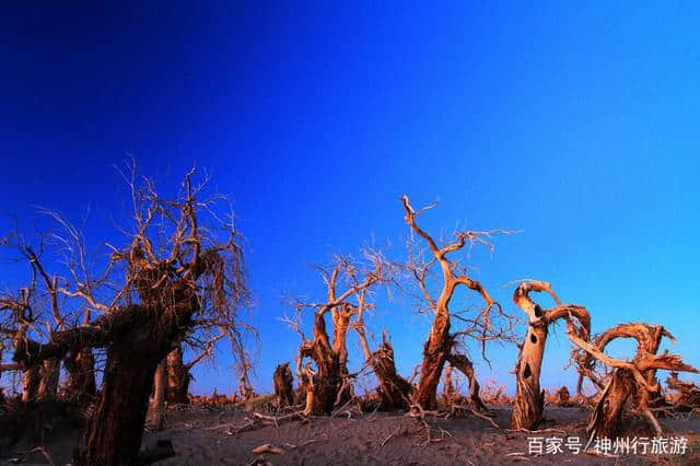 2018去额济纳旗胡杨林最佳旅游时间，门票及路线，赏最美金秋