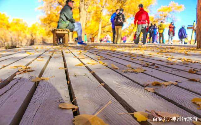 2018去额济纳旗胡杨林最佳旅游时间，门票及路线，赏最美金秋