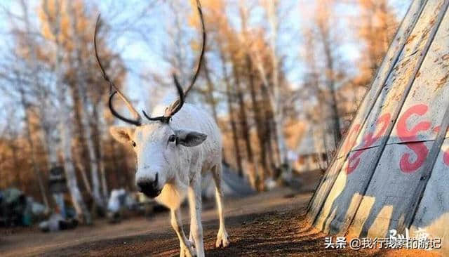 呼伦贝尔大草原旅游注意事项，大草原旅游线路攻略大全