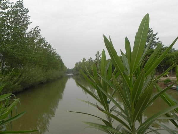 天然去雕饰 淳朴呈野趣——从溱湖到大丰麋鹿旅游季