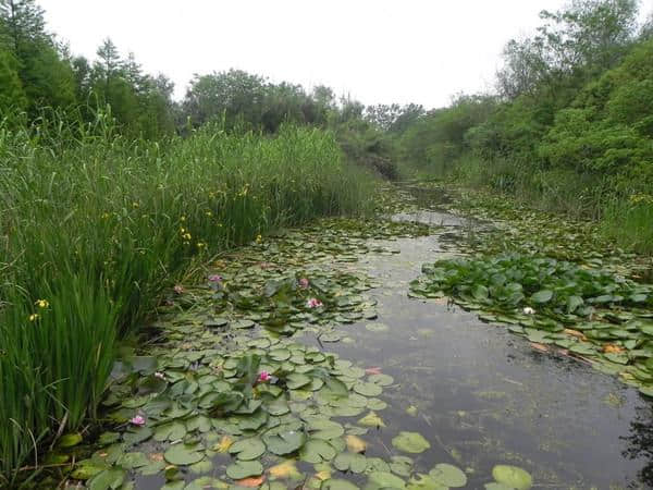 天然去雕饰 淳朴呈野趣——从溱湖到大丰麋鹿旅游季