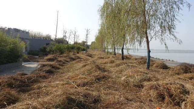 洪泽湖古堰景区清除杂草 提升旅游形象