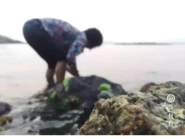 红海湾礁石中的海鲜盛宴