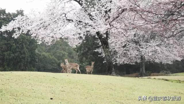 2019第一波樱花盛开时间表正式公布！赏樱之旅全面开启