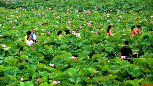 乡村旅游新去处　燕山荷塘客如潮