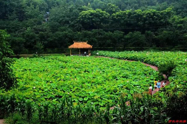 乡村旅游新去处　燕山荷塘客如潮