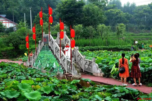 乡村旅游新去处　燕山荷塘客如潮