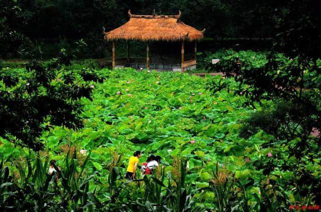 乡村旅游新去处　燕山荷塘客如潮