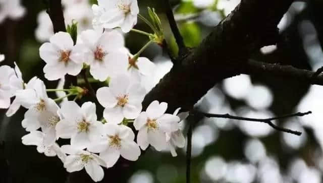 和重庆春天有个约会踏青、赏花、泡温泉跟着春季旅游最全攻略 玩转巴南