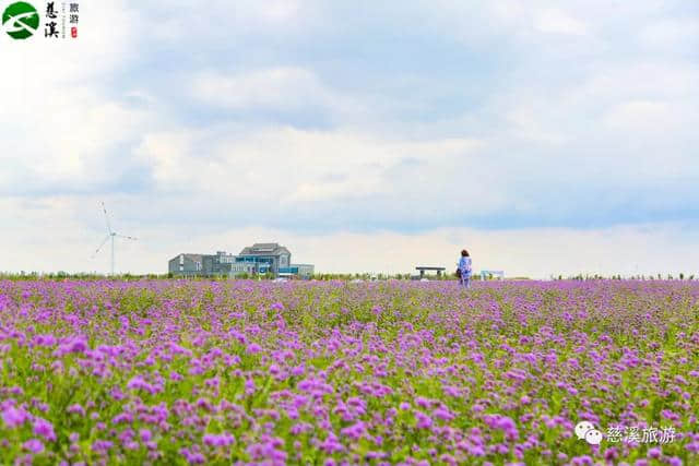 慈溪免费一日游丨“小时光 慢旅行”，我们又来啦~这次，我们带你去看盐碱花海、爬秋日古道！