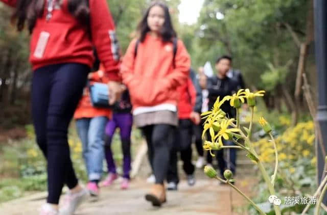 慈溪免费一日游丨“小时光 慢旅行”，我们又来啦~这次，我们带你去看盐碱花海、爬秋日古道！