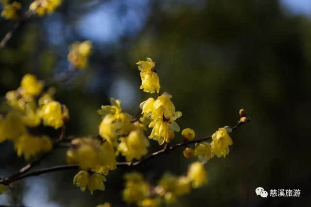 闻到阵阵暗香了吗？慈溪赏梅花还是得去这里！