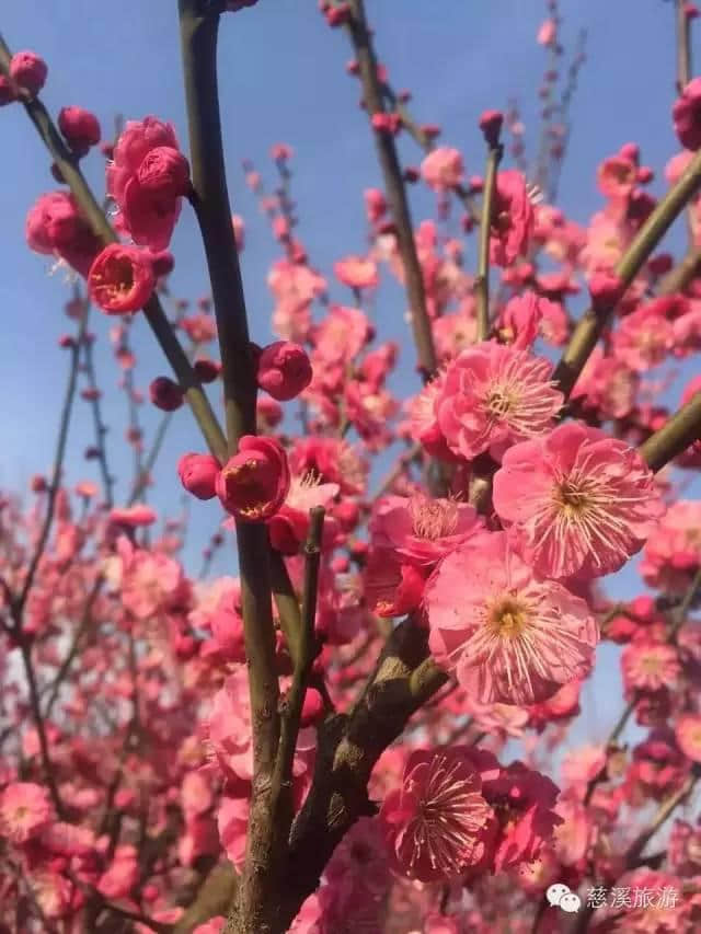 闻到阵阵暗香了吗？慈溪赏梅花还是得去这里！