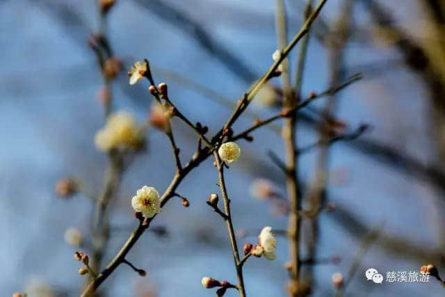 闻到阵阵暗香了吗？慈溪赏梅花还是得去这里！