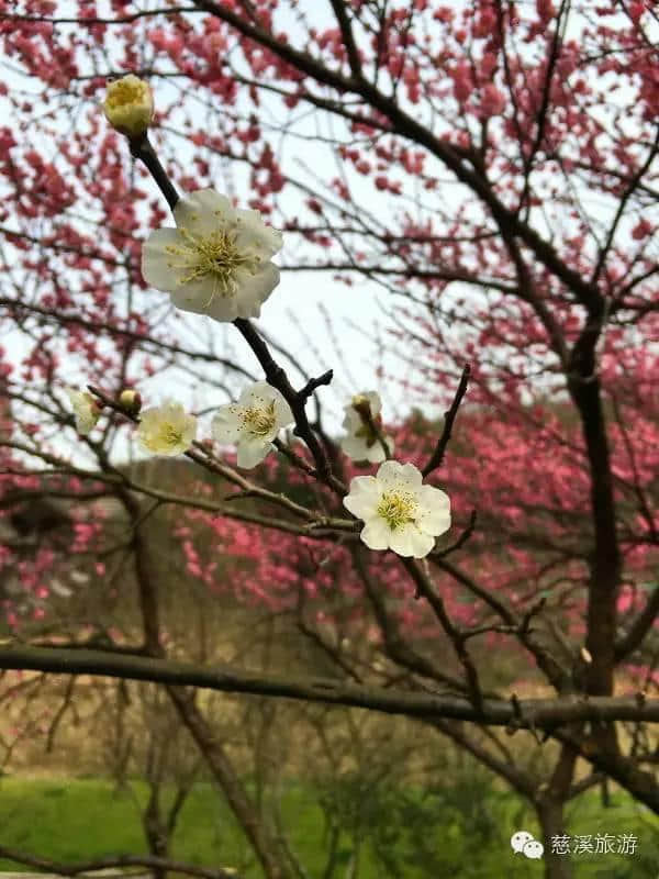 闻到阵阵暗香了吗？慈溪赏梅花还是得去这里！