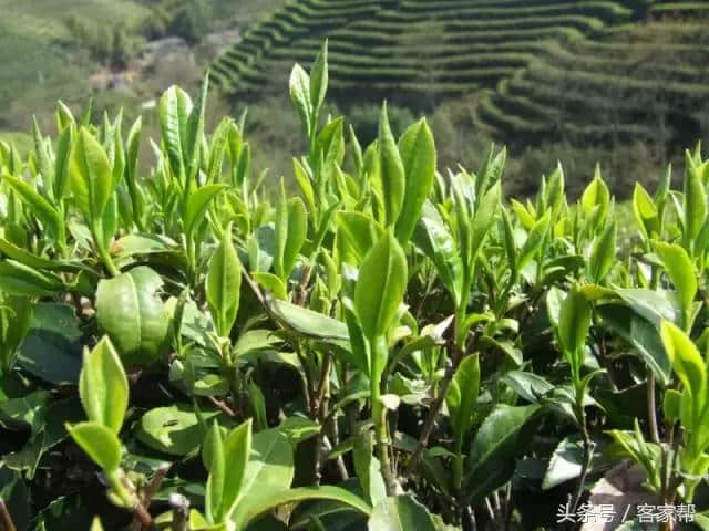 梅州旅游景点和美食大全！