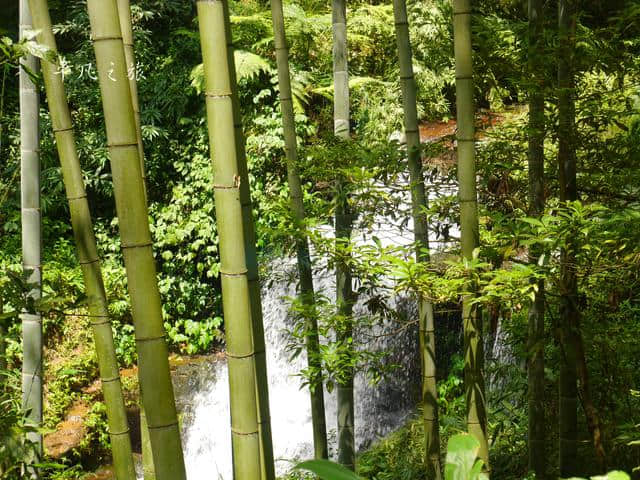 蜀南竹海两日游，在13万亩自然竹林中游玩是怎样的体验？