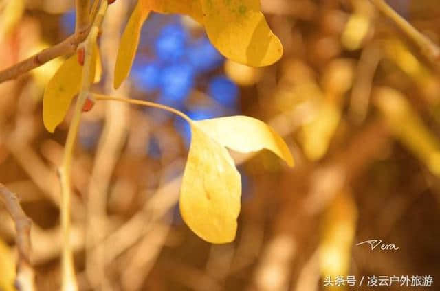 我说，秋天我来啦，额济纳 胡杨林