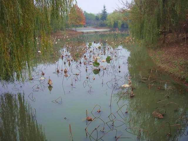 虞姬故里，感受浓浓的虞姬文化（3）沭阳虞姬生态园