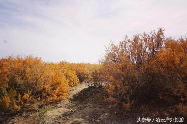 额济纳，胡杨林景区