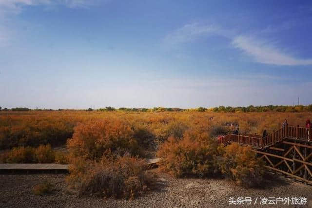 额济纳，胡杨林景区