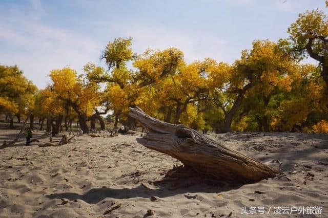 额济纳，胡杨林景区