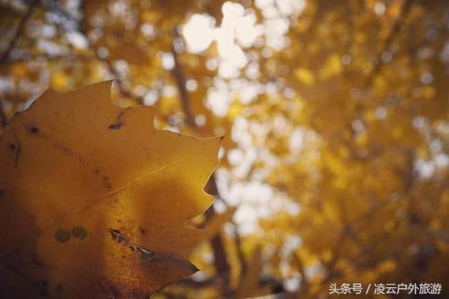 额济纳，胡杨林景区