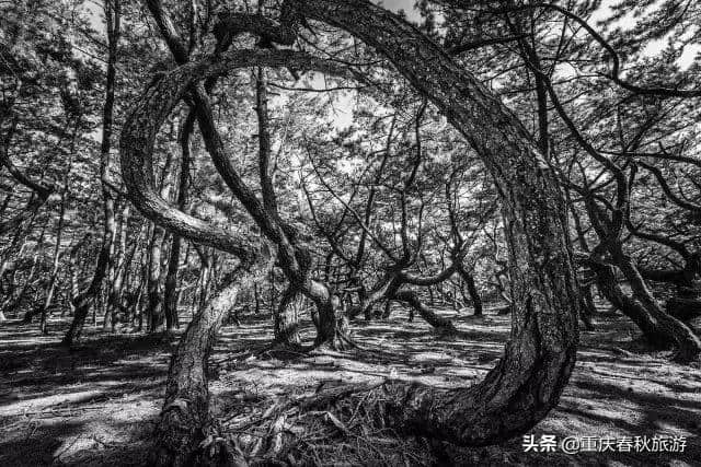 佐贺秘境｜看完简直就是身未动心已飞的“致命”诱惑