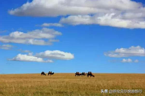 呼伦贝尔秋季旅行深度攻略