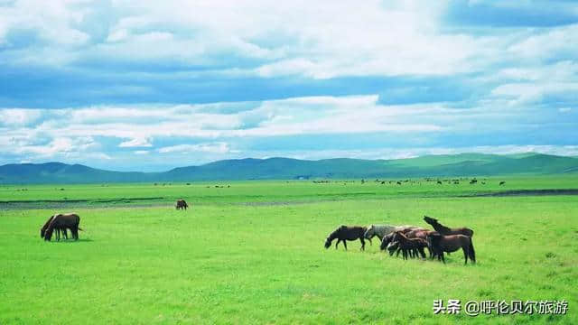 呼伦贝尔大草原，梦一般的旅行