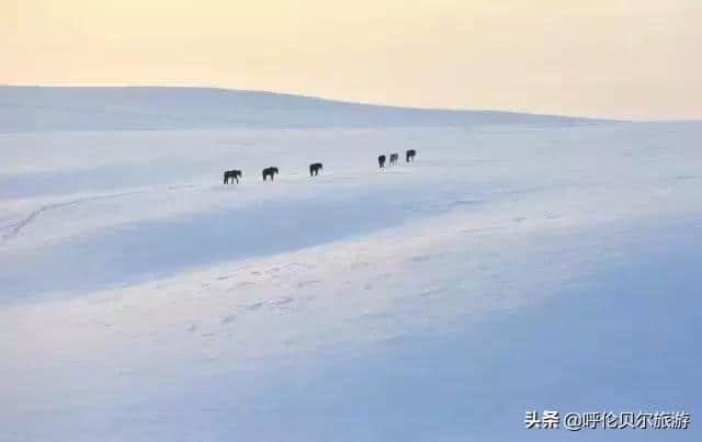 有多少人真正了解呼伦贝尔？