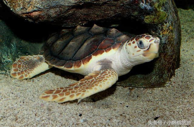 日本大阪自由行最新攻略-大阪水族馆最新最全游玩攻略