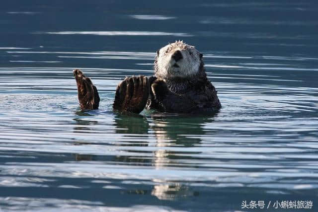 日本大阪自由行最新攻略-大阪水族馆最新最全游玩攻略