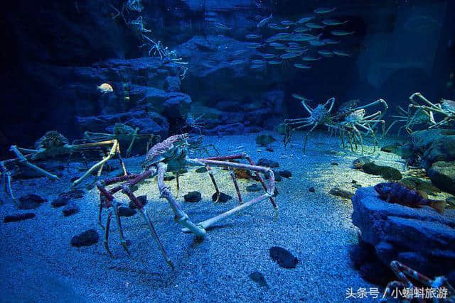 日本大阪自由行最新攻略-大阪水族馆最新最全游玩攻略