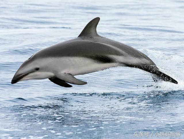 日本大阪自由行最新攻略-大阪水族馆最新最全游玩攻略