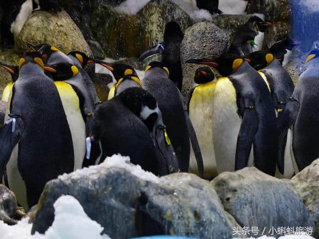 日本大阪自由行最新攻略-大阪水族馆最新最全游玩攻略