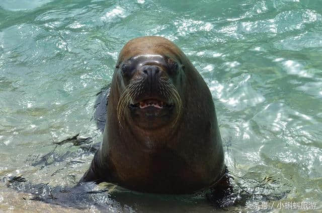 日本大阪自由行最新攻略-大阪水族馆最新最全游玩攻略