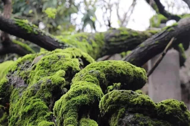 旅游 | 鹰潭魅力国庆游，道教山水古镇样样有