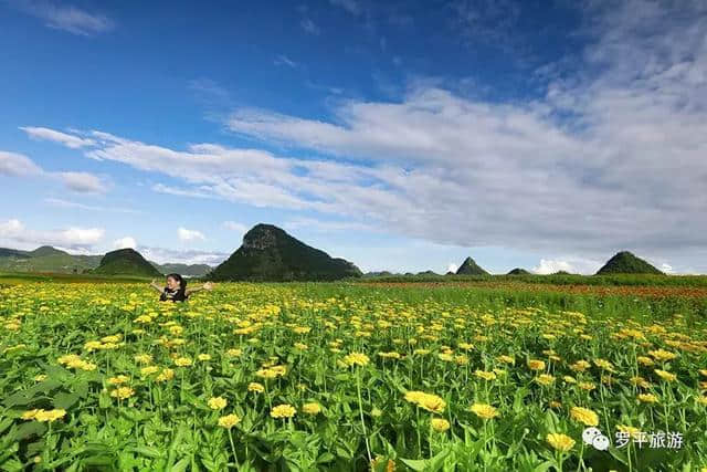 罗平3000亩花田开如海，云南旅游新打造了一个七彩花田