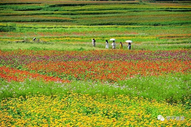 罗平3000亩花田开如海，云南旅游新打造了一个七彩花田