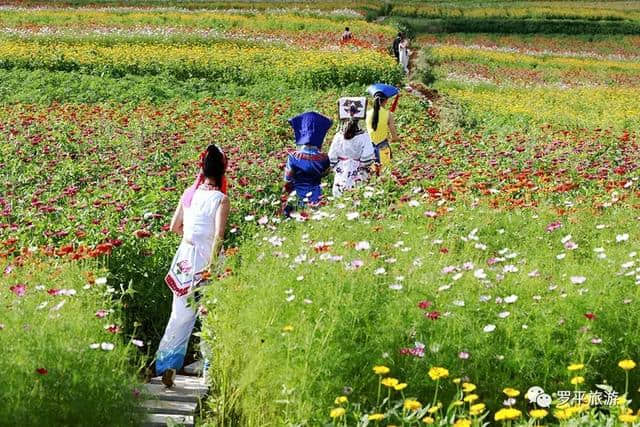 罗平3000亩花田开如海，云南旅游新打造了一个七彩花田