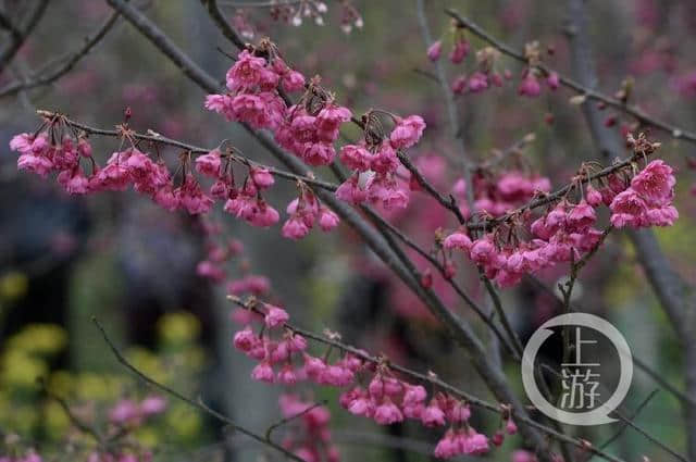 春季踏青出游去哪里？这6条线路四处皆景遍地开花