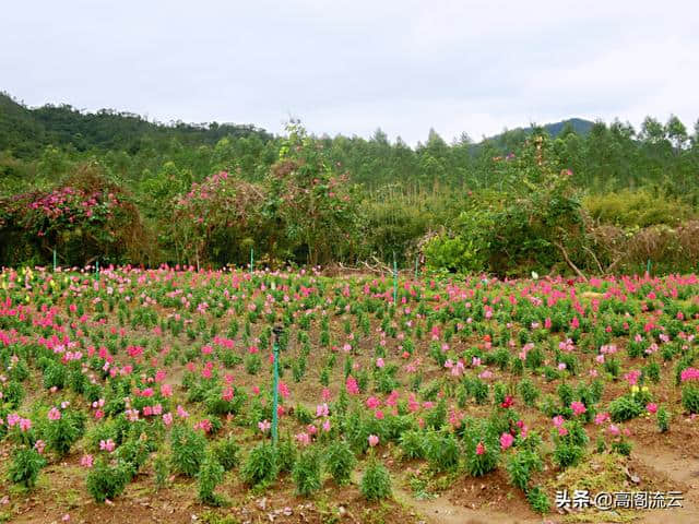 惠州旅游（8）：罗浮山下，那里花开主题公园，拍照走起