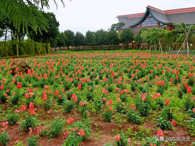 惠州旅游（8）：罗浮山下，那里花开主题公园，拍照走起