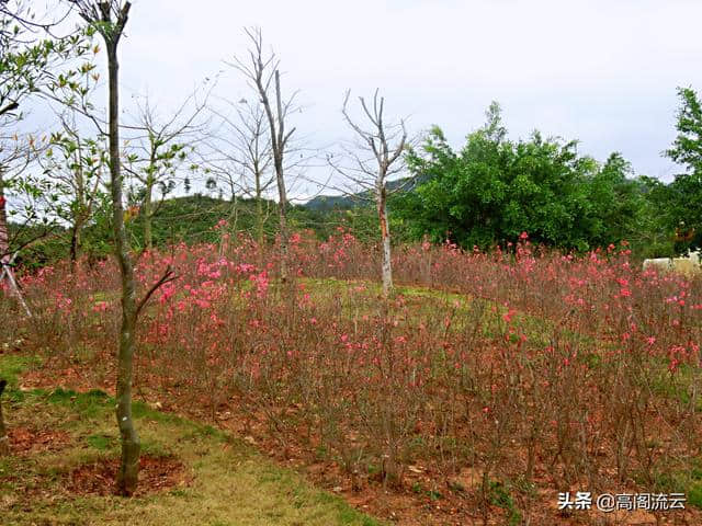 惠州旅游（8）：罗浮山下，那里花开主题公园，拍照走起