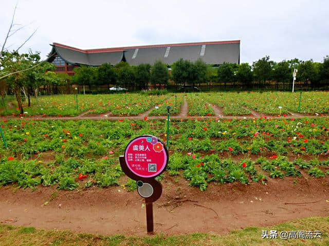 惠州旅游（8）：罗浮山下，那里花开主题公园，拍照走起