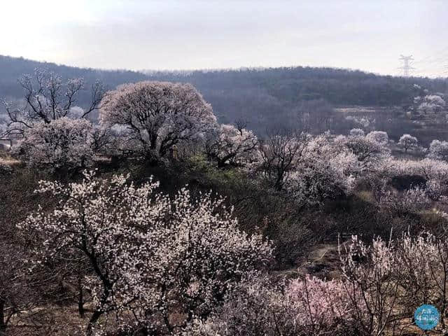 大连最美春天旅游路线发布了！快踏着春天的脚步出发吧！