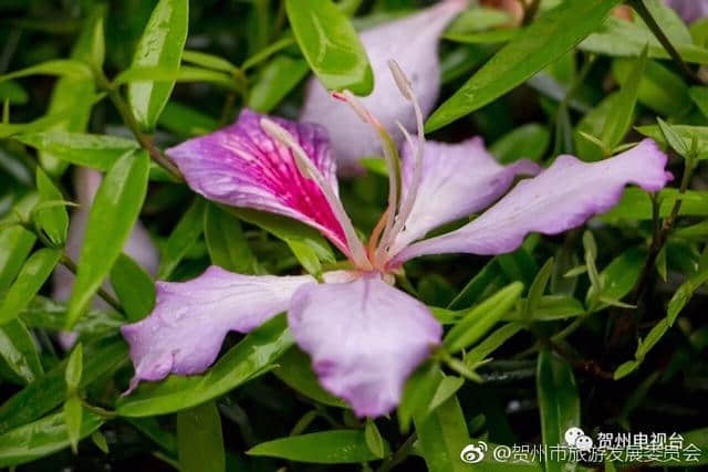 美哭！贺州这条街的紫荆花开了，约起来！