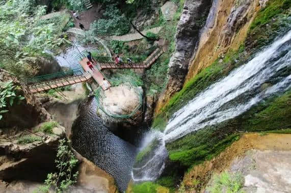 世界濒危的野生植物，长满栾川红豆杉景区！